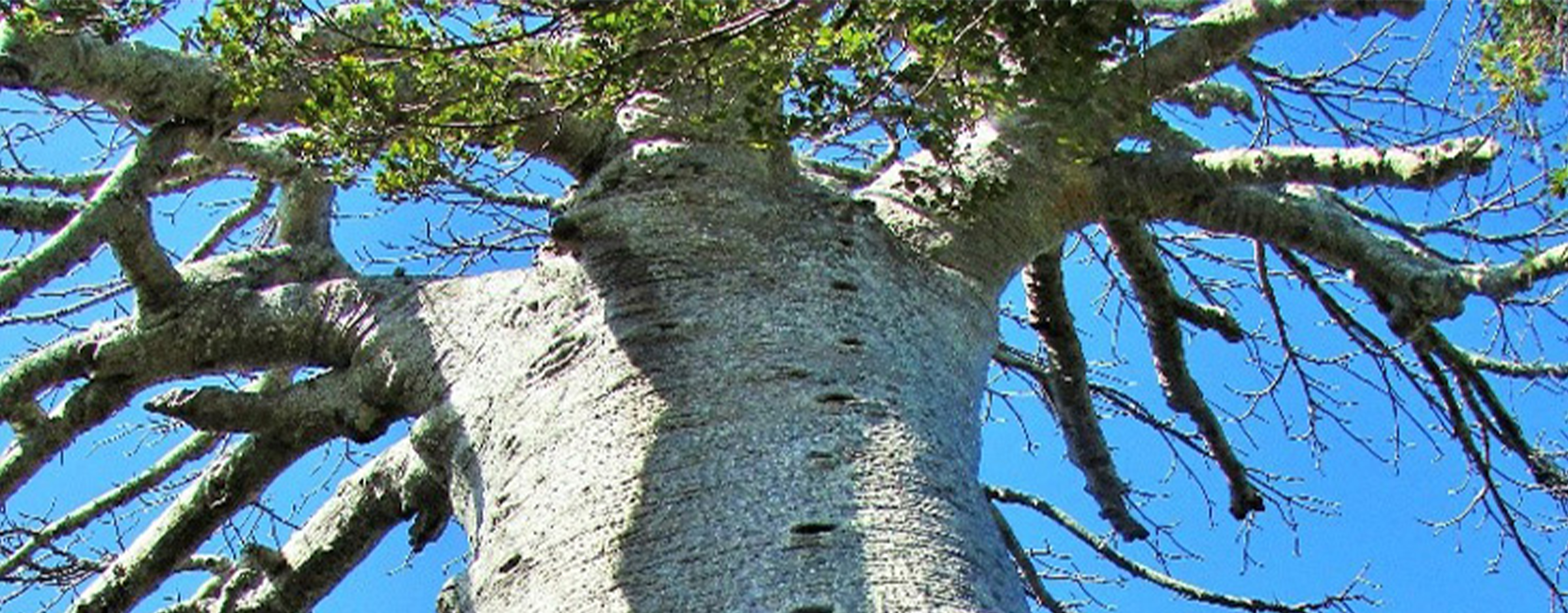 bobaomby BAOBABS “BOZY BE”